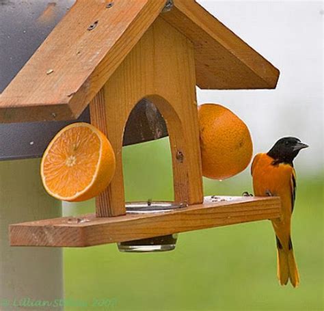 11 DIY Oriole Feeder Plans To Invite Birds In Your Garden - Mint Design ...