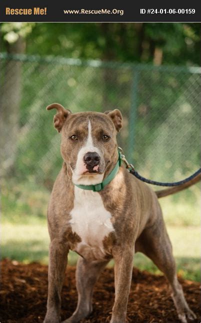 ADOPT 24010600159 ~ Staffordshire Bull Terrier Rescue ~ SHAWANO, WI