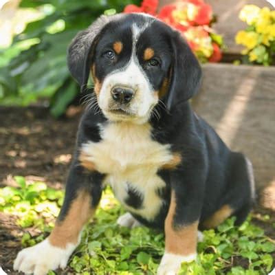 Greater Swiss Mountain Dog Puppies for Sale | Buckeye Puppies