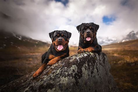 #Dogs #Rottweiler #Dog #Pet #1080P #wallpaper #hdwallpaper #desktop ...