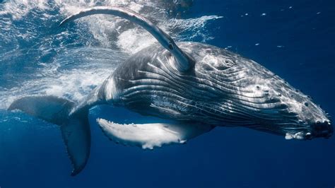 Ocean Whale Wallpapers - Top Free Ocean Whale Backgrounds - WallpaperAccess