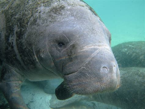 Sea Wonder: Manatees | National Marine Sanctuary Foundation