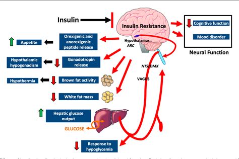 Figure 3 from Insulin Action in Brain Regulates Systemic Metabolism and ...