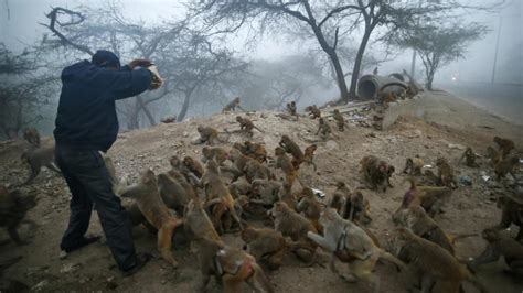 India: Monkeys 'own' land in this Maharashtra village - News | Khaleej ...