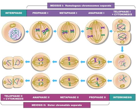 Stages of Meiosis | BioNinja