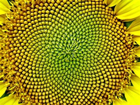 sunflower, forming, seeds, prominent, swirly pattern, stunning, example ...