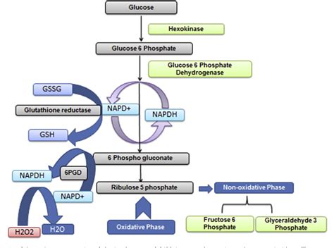 Figure 1 from Glucose 6 phosphatase dehydrogenase (G6PD) and ...