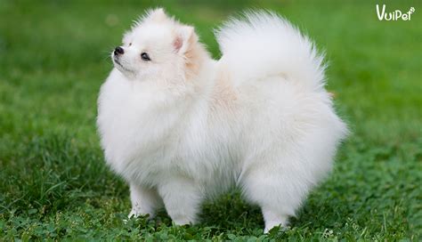 Hình ảnh đáng yêu của giống chó lông xù Phốc Sóc- Pomeranian