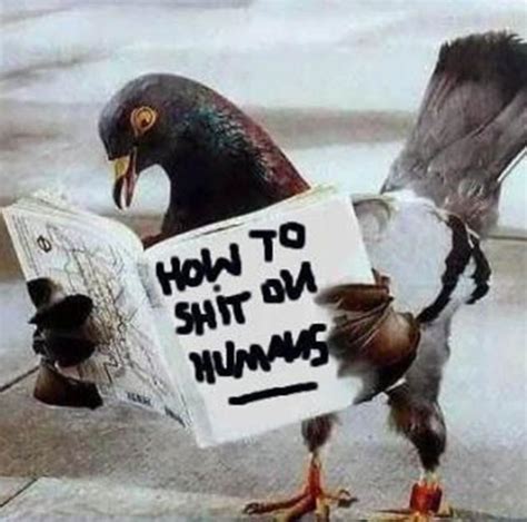 Funny Quotes About Pigeons. QuotesGram