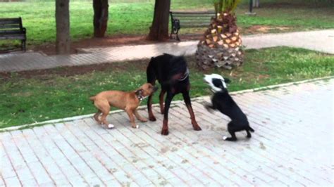 Rottweiler Vs Pitbull Real Fight - Bleumoonproductions