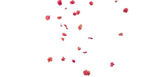 Falling Flower Petals 5 Effect | FootageCrate - Free FX Archives