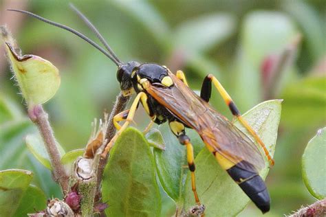 Life On An Oxfordshire Lawn: An Ichneumon wasp - Amblyteles armatorius