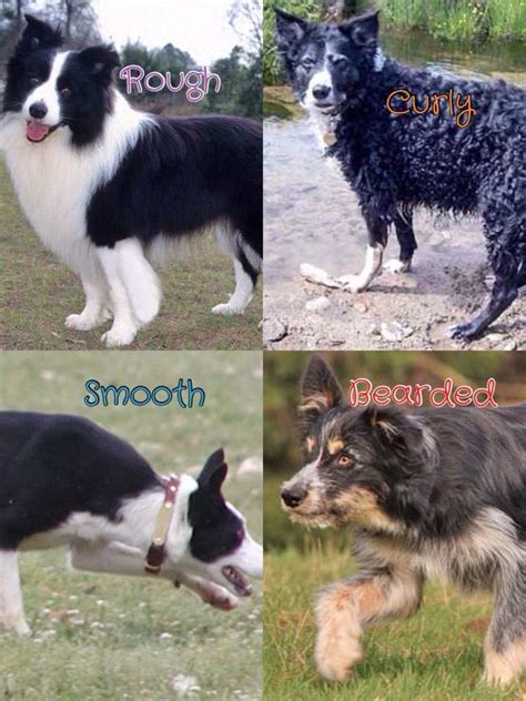 Information about the Border Collie dog breed [Research]