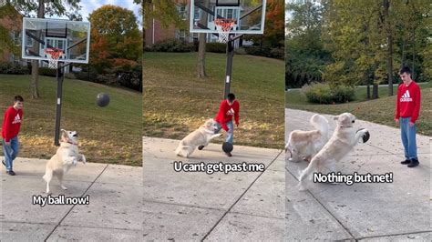 Golden Retriever Plays Basketball - YouTube