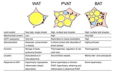 Figure 2 from PVAT and Its Relation to Brown, Beige, and White Adipose ...