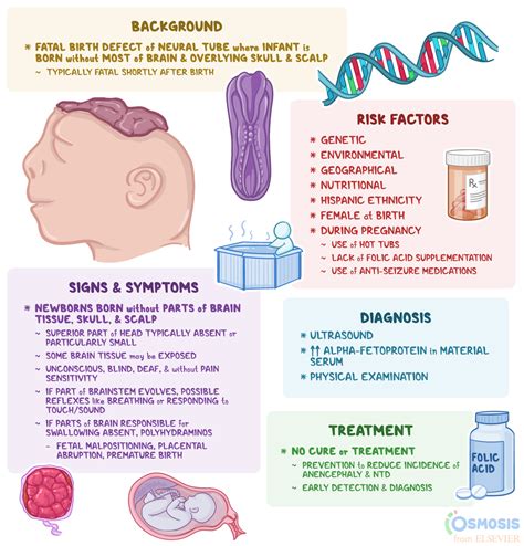 Anencephaly: What Is It, Risk Factors, Prevention and More | Osmosis