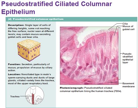 Ciliated Simple Columnar Epithelium Location - Goimages Signs