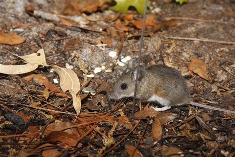 Peromyscus gossypinus | Francois Michonneau | Flickr