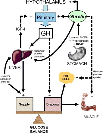 Growth Hormone (Somatotropin) Effects & How to Increase - SelfDecode Labs