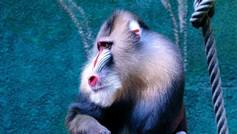 Mandrill Baboon Attack