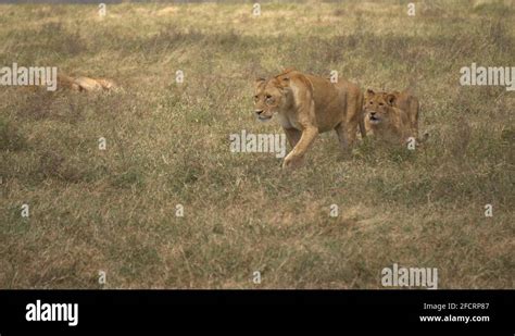 African lion pride walking in Stock Videos & Footage - HD and 4K Video ...