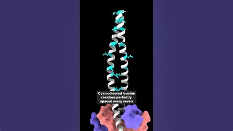 Leucine Zipper | DNA binding motif | DNA binding domain | Regulation of ...