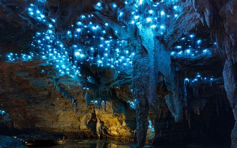 Visite de la grotte des vers luisants, dans la grotte de Footwhistle, à ...