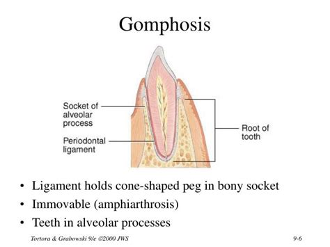 PPT - Chapter 9 Joints PowerPoint Presentation - ID:1703136