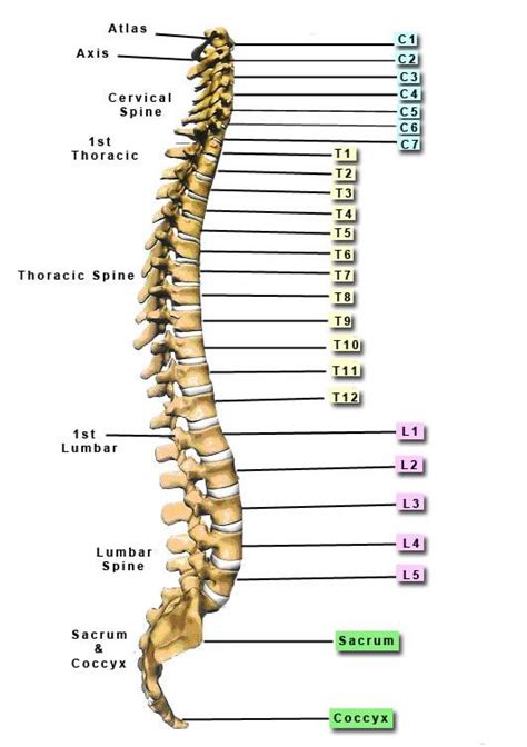 Thoracic Vertebrae - (T1 thru T12) The 12 segments of the vertebral ...