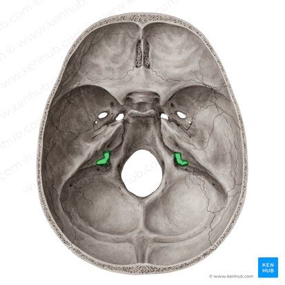 Jugular foramen: Anatomy, location and function | Kenhub