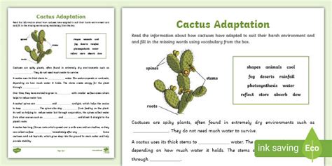 Cactus Adaptation (Teacher-Made)