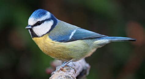 BugBitten Parasites of Passerines: parasitic fauna of wild passerine ...