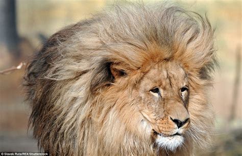 Lion's mane makes him the main attraction at Czech Zoo | Daily Mail Online