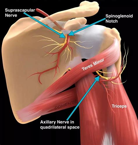 Pin on Anatomy