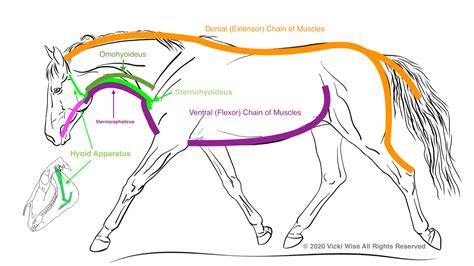 How does bridle fit affect the horse’s ability to engage behind? - The ...