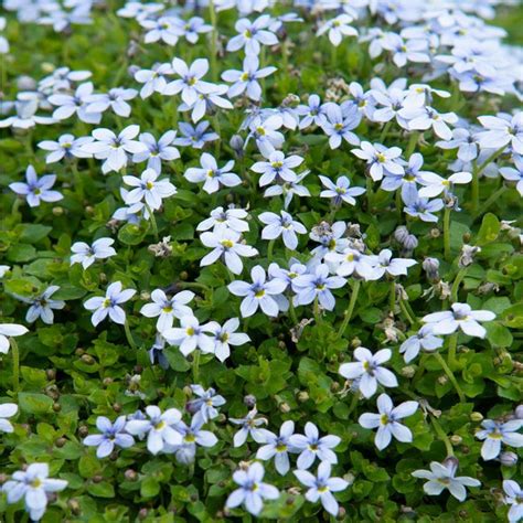 Blue Star Creeper Plants for Sale – FastGrowingTrees.com