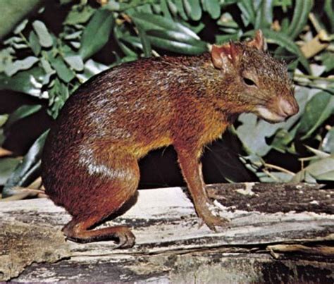 Agouti | rodent | Britannica.com