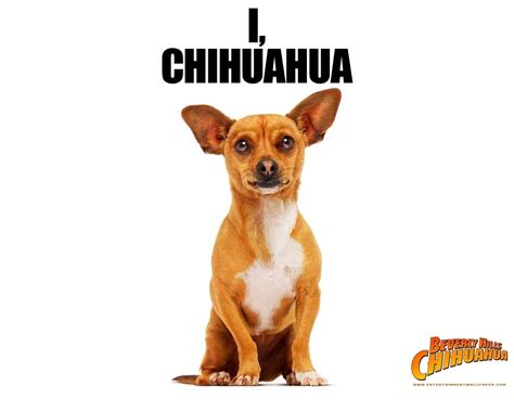 Papi - Beverly Hills Chihuahua movie Wallpaper (16728575) - Fanpop