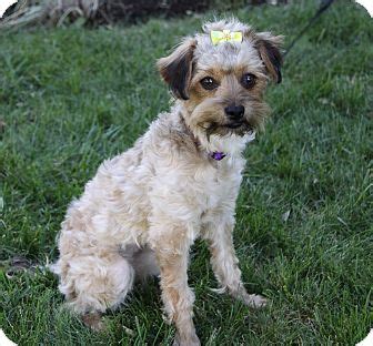 Newport Beach, CA - Border Terrier/Poodle (Miniature) Mix. Meet IZZY a ...