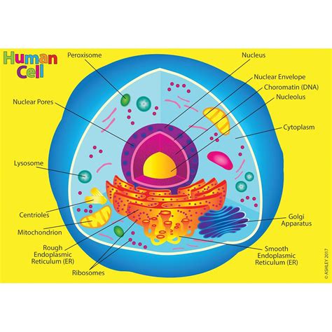 Human Cell Diagram Labeled