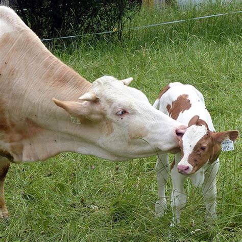 Key Performance Indicator Targets for Beef Cow-calf Operations ...