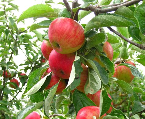 Our Beautiful World: Apple Tree