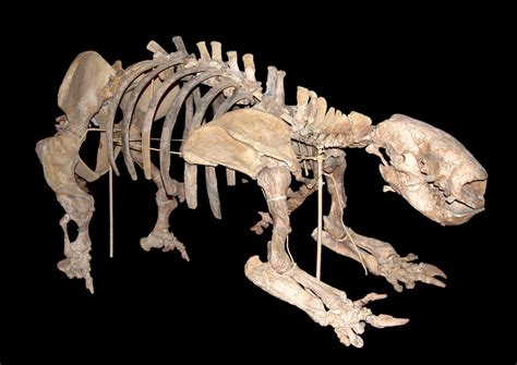 Mylodon | Naturhistorisches Museum Wien | the paleobear | Flickr