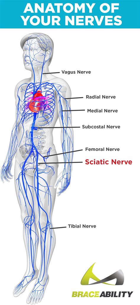 Pinched Nerve Leg Treatment