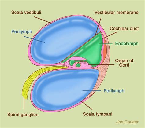 Anatomy of Inner Ear ~ Notes on NEET PG