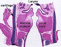 Histology A560