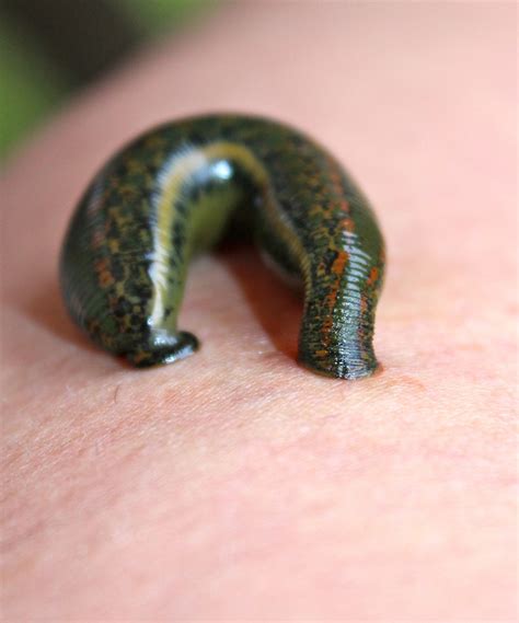 Species in Focus; Medicinal Leech | PONT