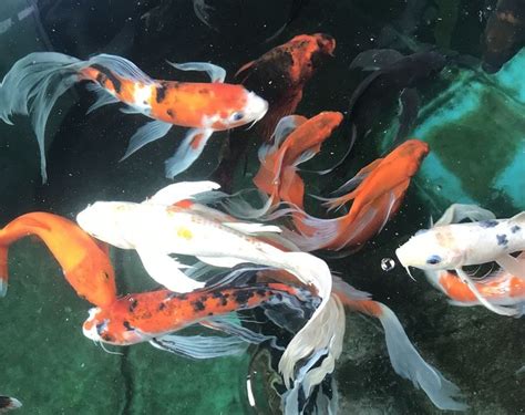 fish aesthetic icon pfp profile picture animal photography | Koi fish ...