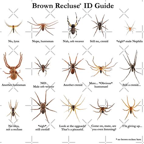 Texas Brown Recluse Spider Identification Chart