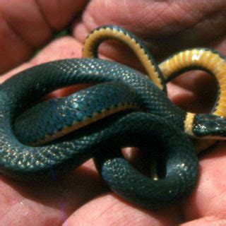 Ringneck Snake Facts and Pictures